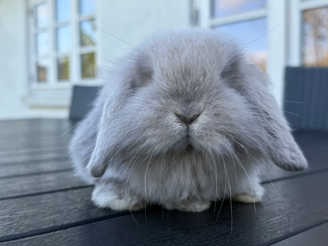 Billede 2 - Mini lion lop