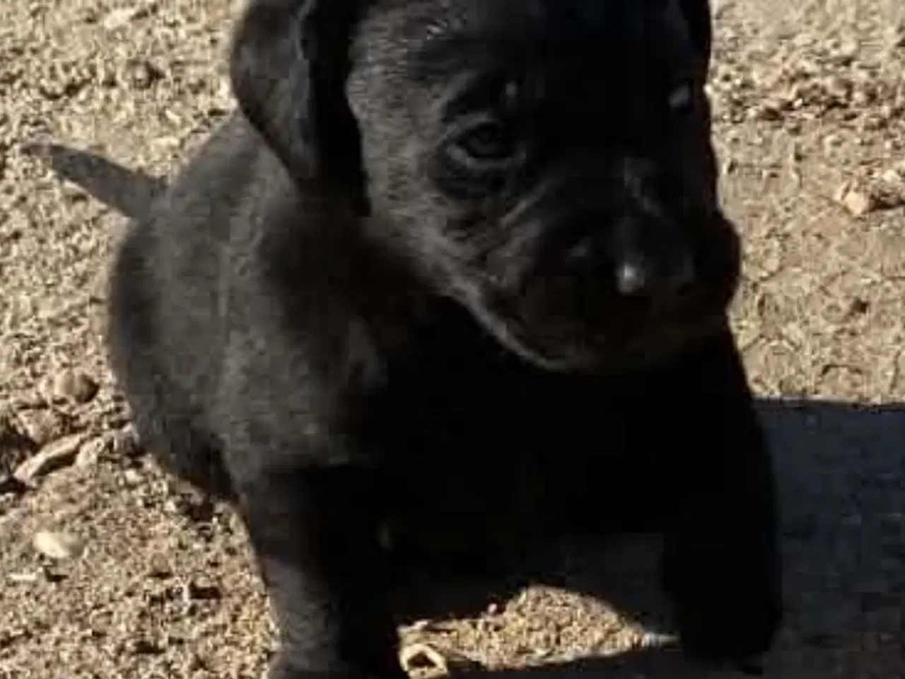 Billede 4 - Labrador hvalpe 3 piger og en dreng