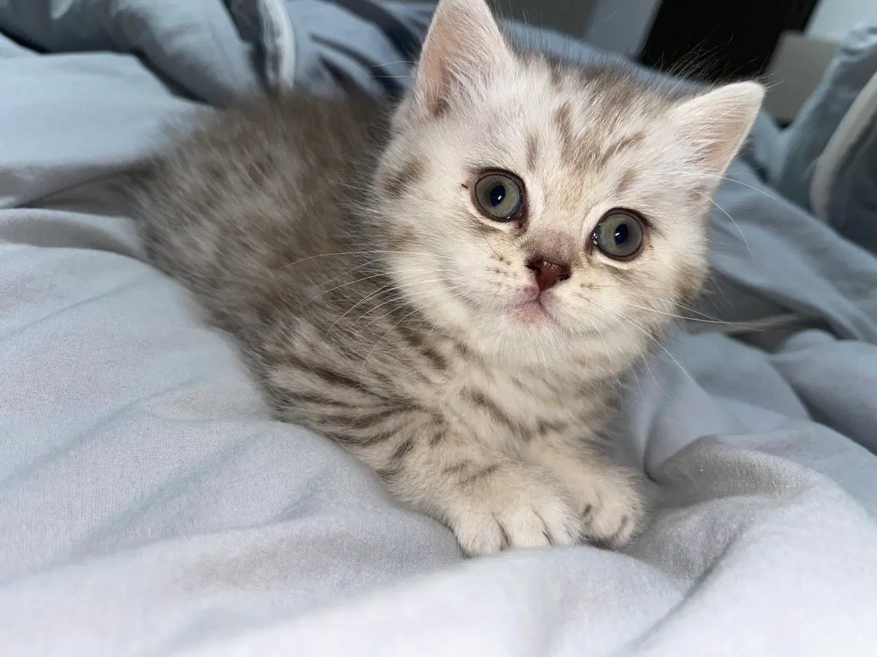 Billede 2 - british shorthair