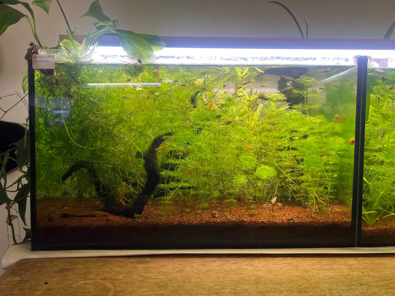 Billede 7 - Fire ens 45 liters akvarier på møbel hvis ønskes