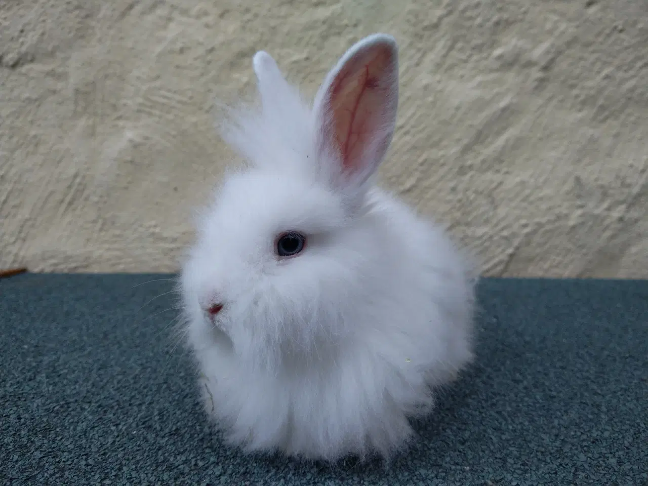 Billede 4 - Teddy Løvehoved unger