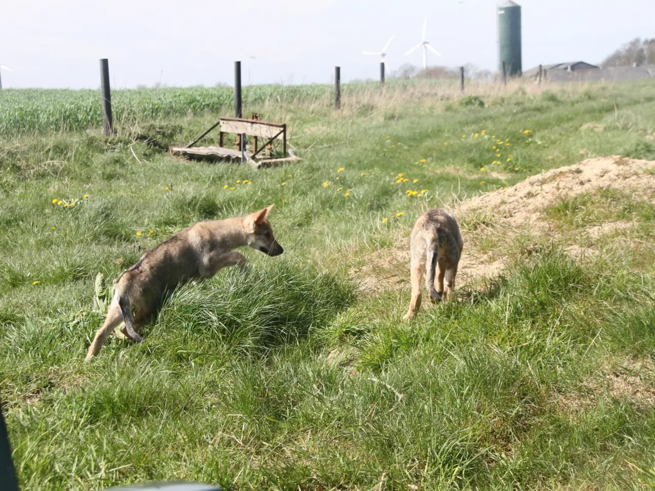 Billede 5 - Tjekkoslovakisk ulvehundehvalpe 