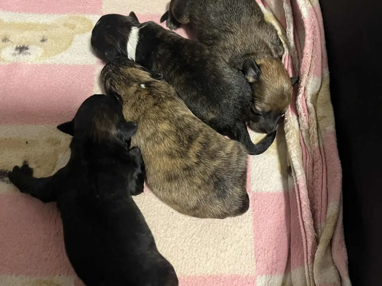 Billede 3 - Kun 1 tæve tilbage nu. små blandinger