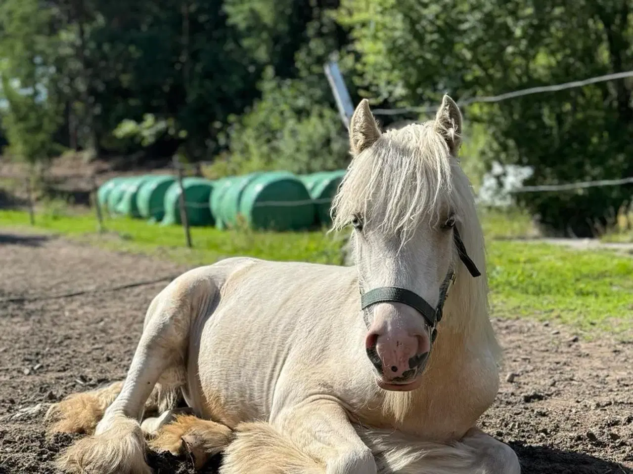 Billede 3 - Irish Cob - Tinker hoppe - 2 år