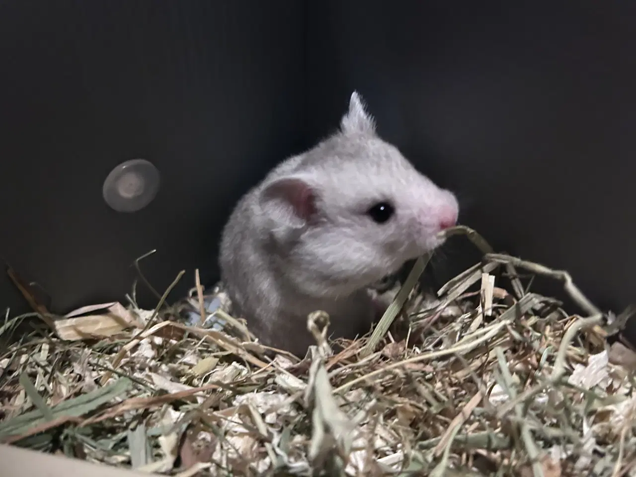 Billede 4 - Sibiriske guldhamster unger