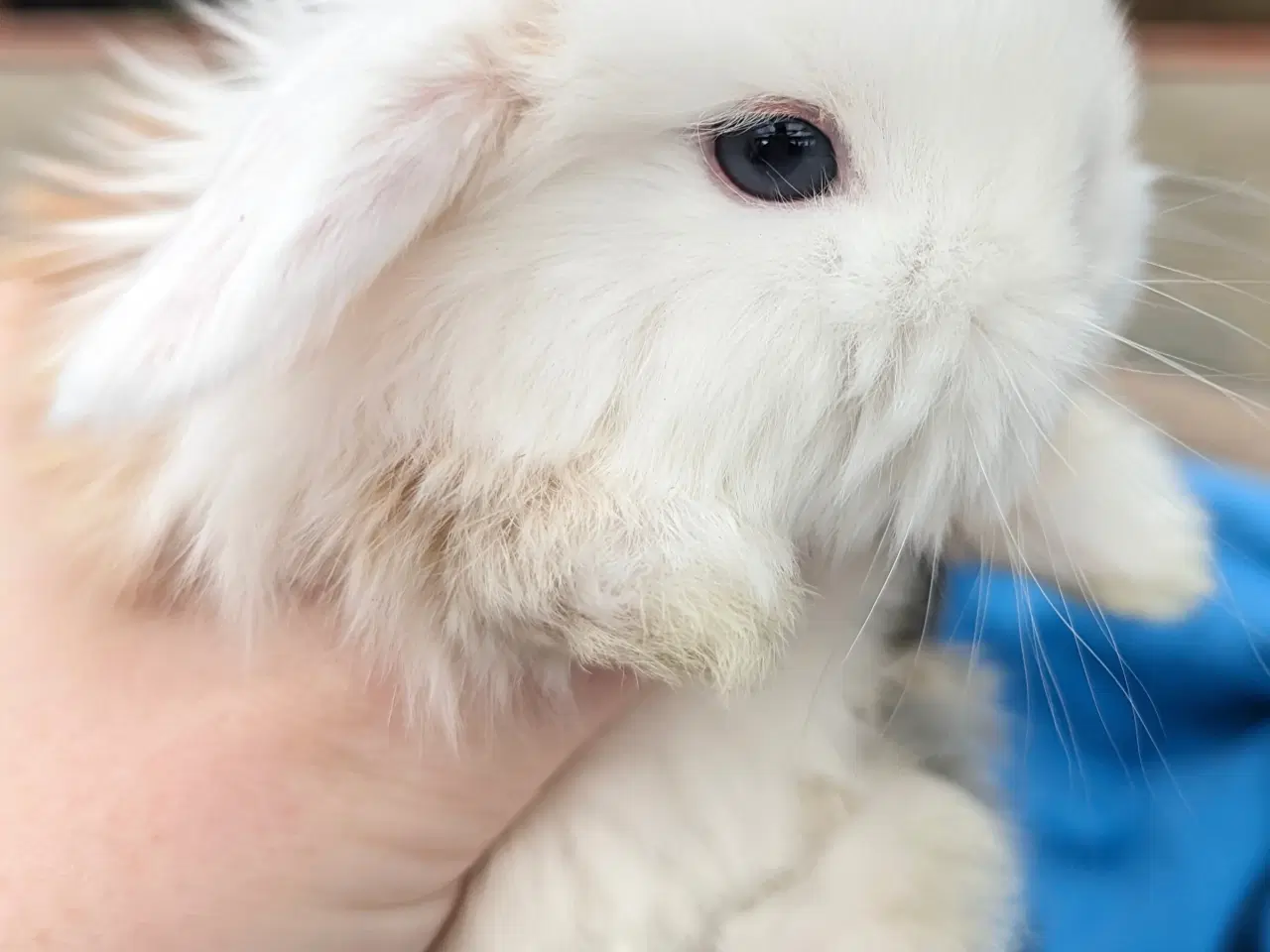 Billede 2 - Minilop kaninunge sælges