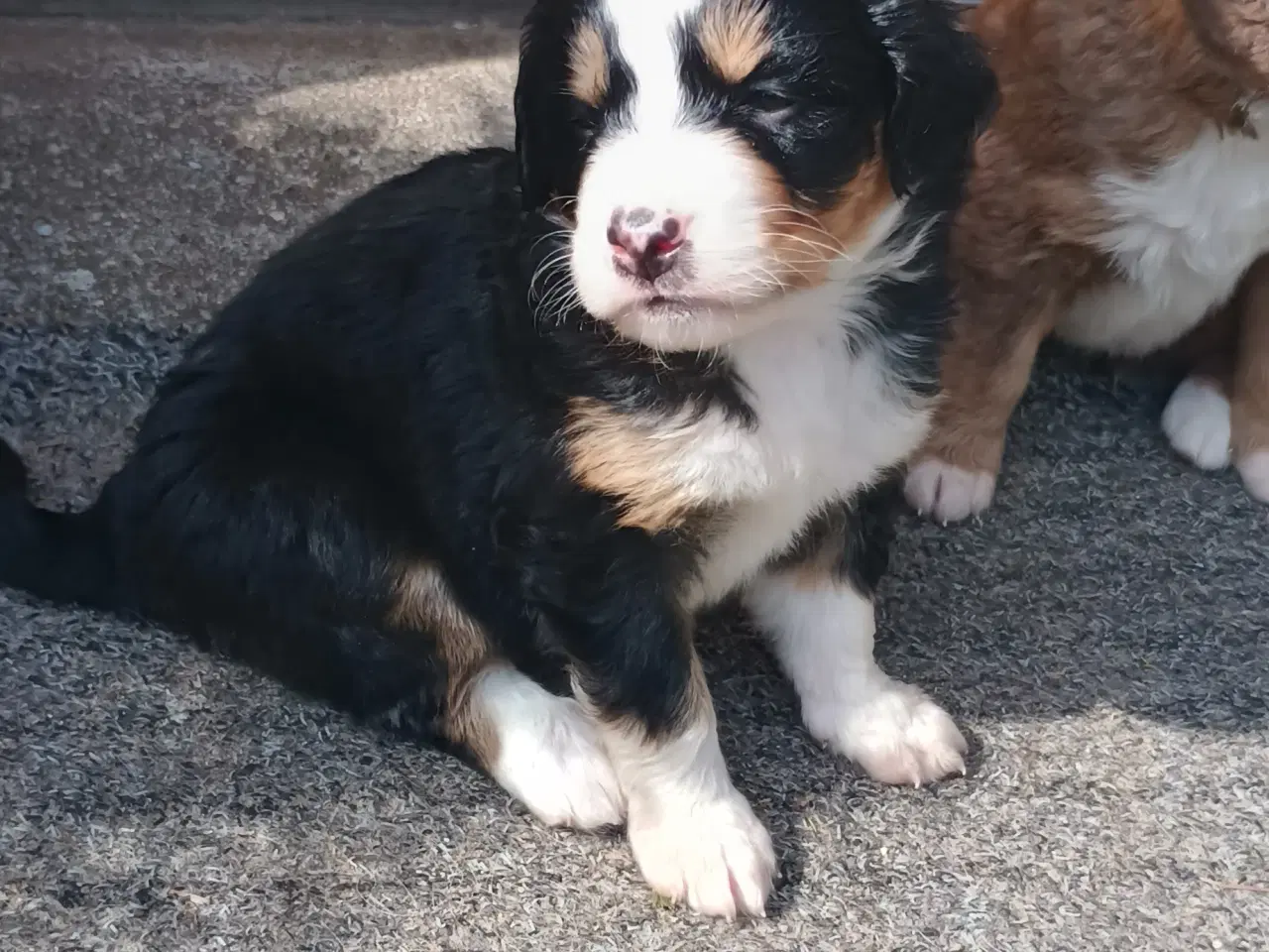 Billede 15 - "Mini Berner Sennen"