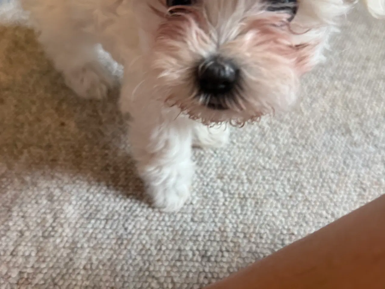 Billede 3 - Maltese hvalpe klar til afhentning 