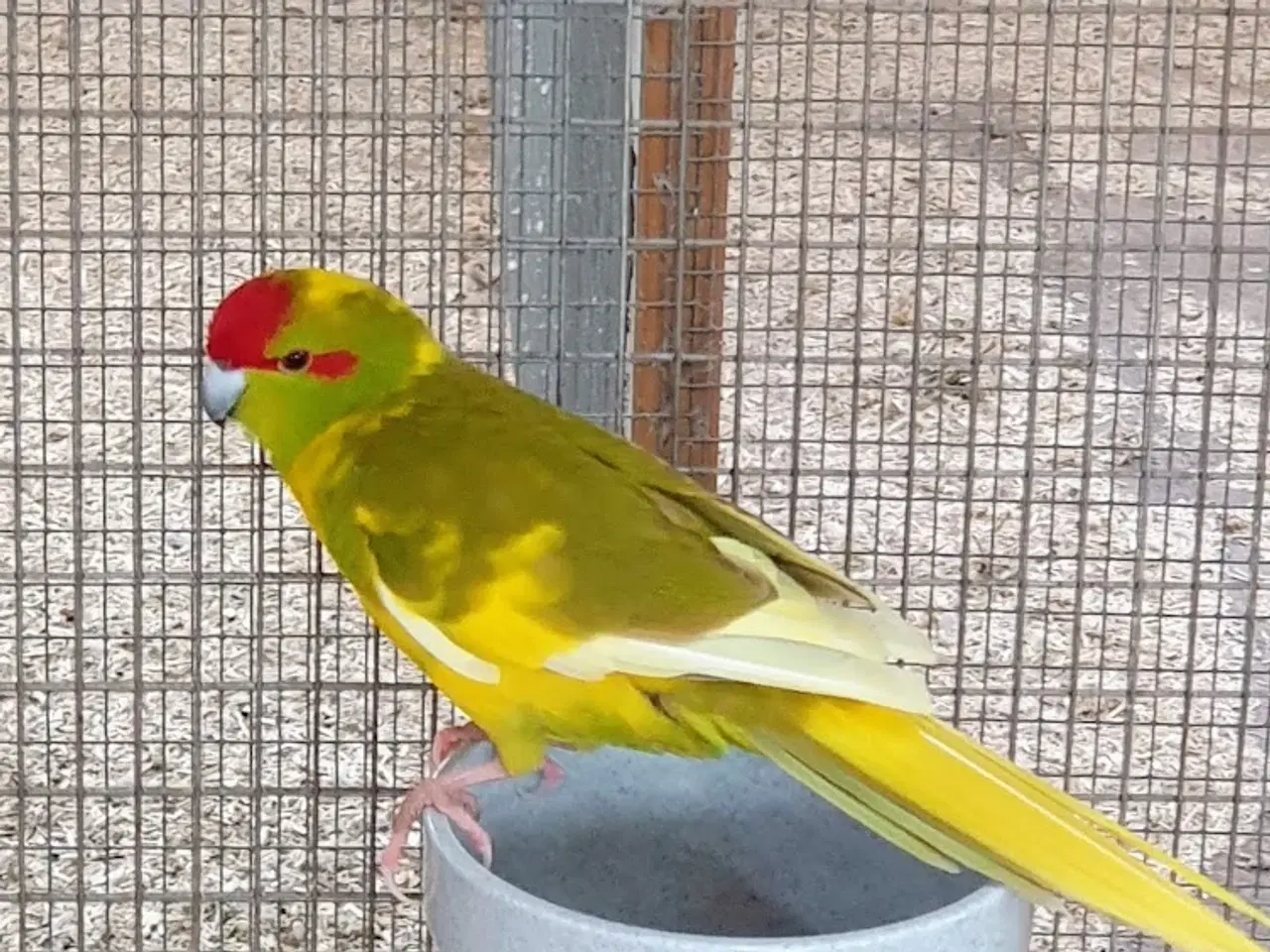 Billede 1 - Gedeparakit