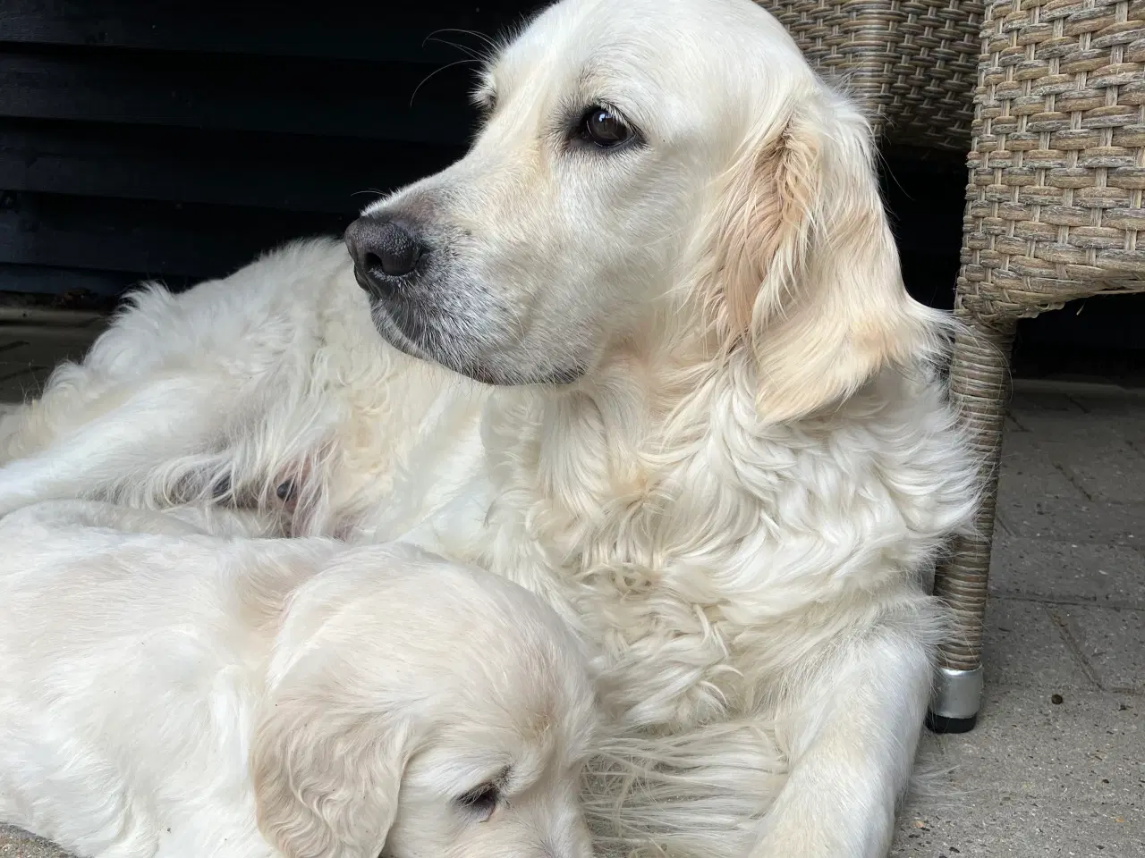 Billede 2 - Golden retriever