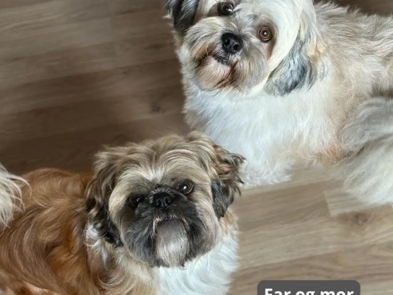 Billede 10 - Skønneste blandingshvalpe af Shih Tzu og Lhasa Aps