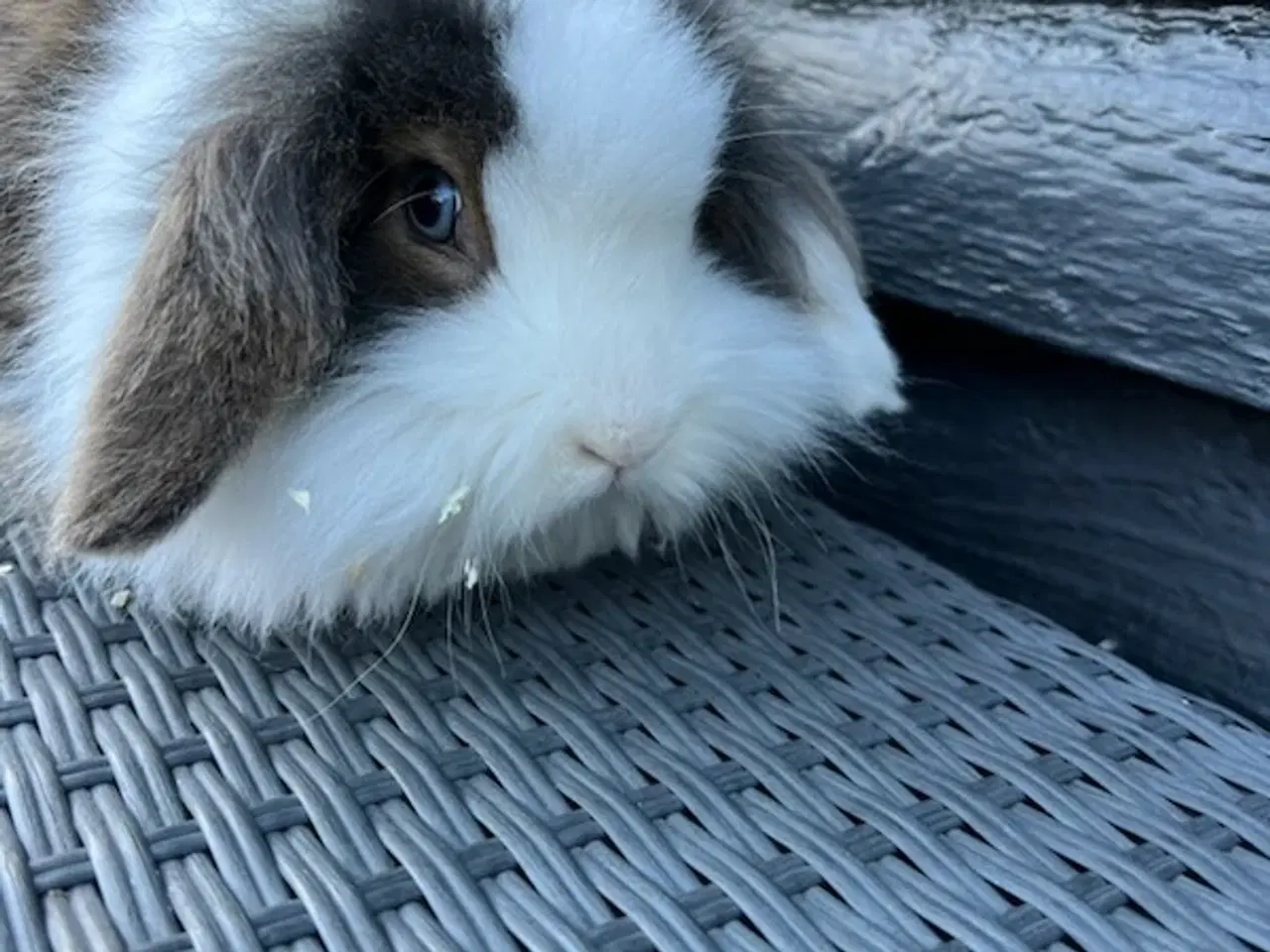 Billede 4 - Kanin nyt hjem 