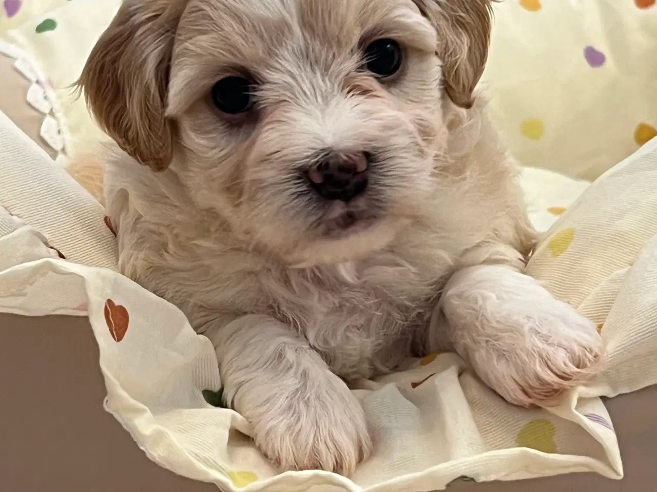 Billede 20 - Smukke Bichon Havanais 