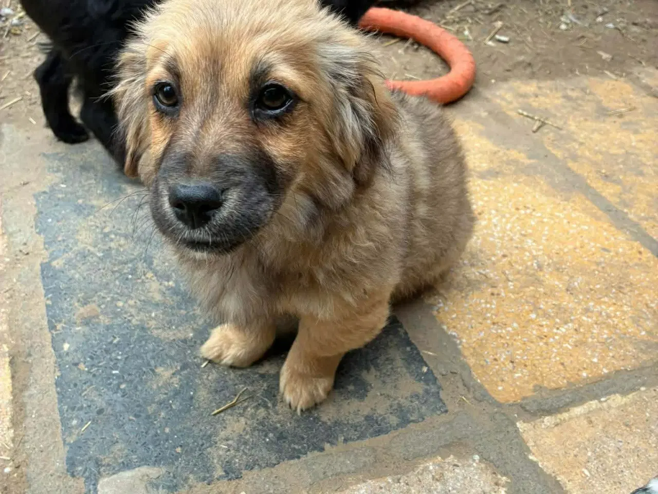 Billede 2 - Hvalpen Pjuske søger en kærlig familie