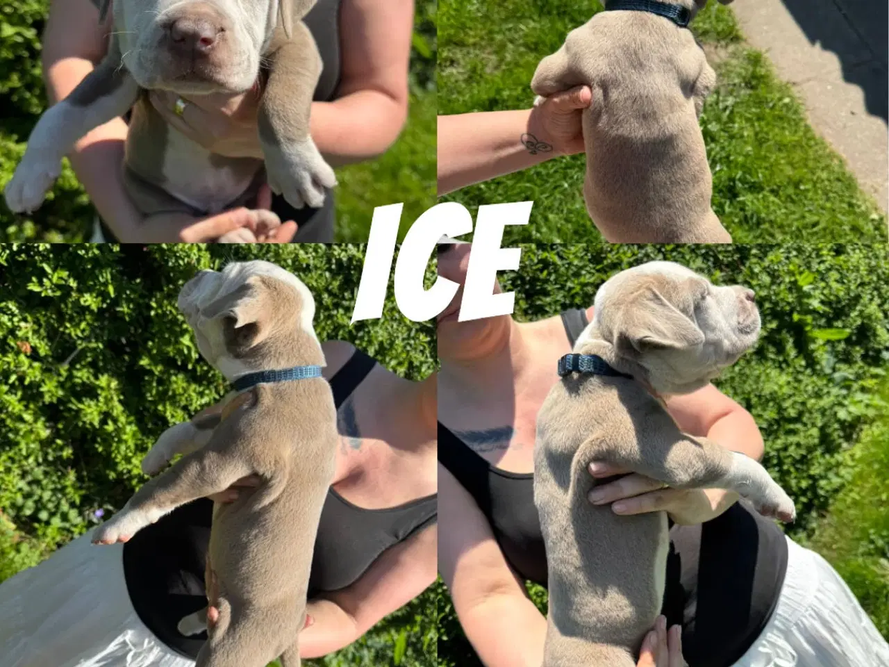 Billede 1 - American Bully XL