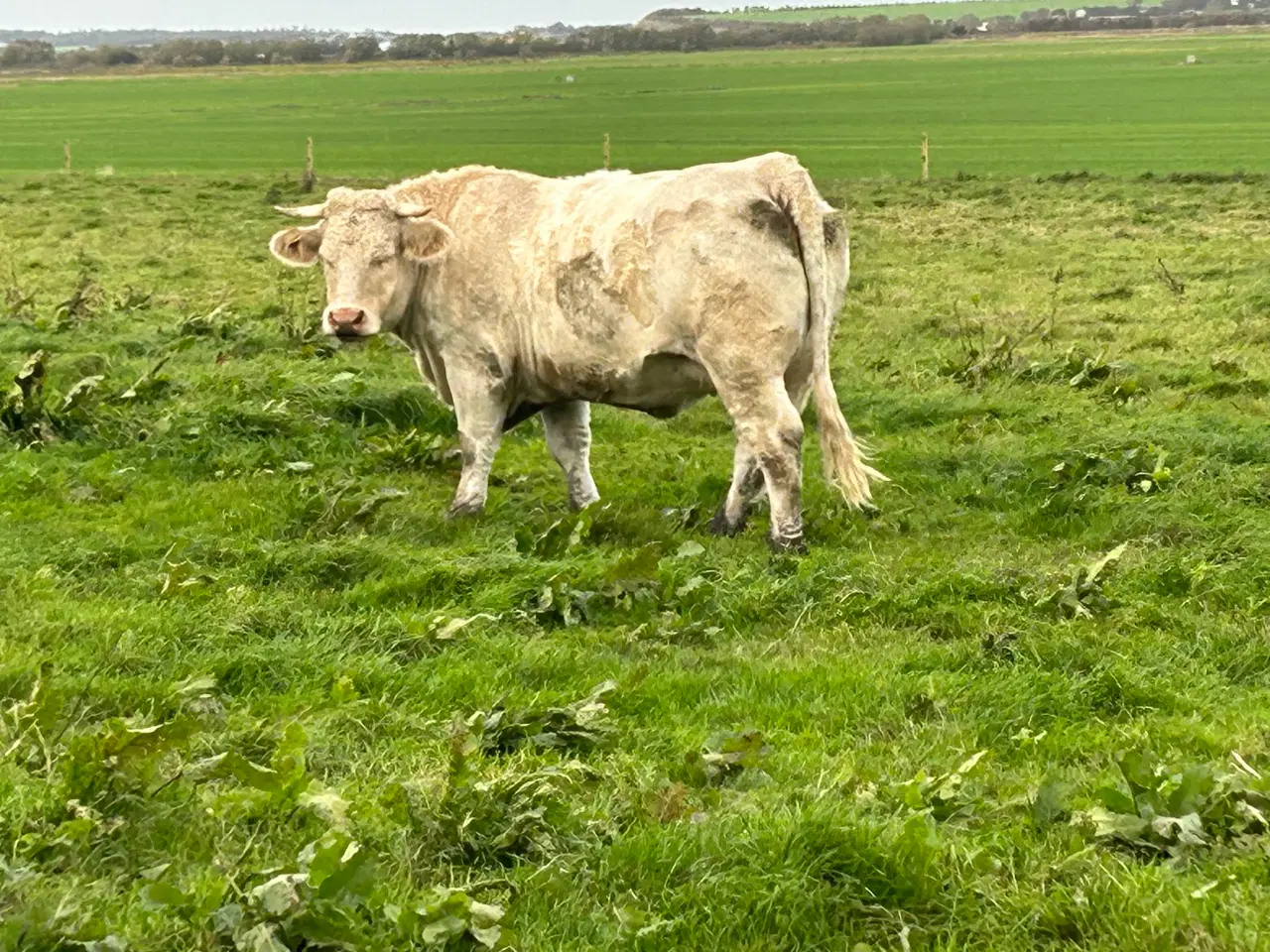 Billede 2 - Charolais kvier