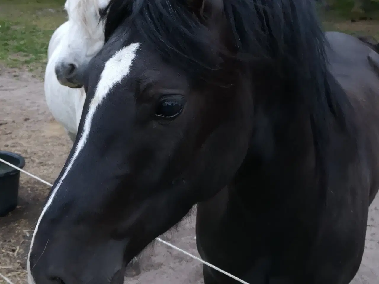 Billede 9 - Welsh Cob Vallak