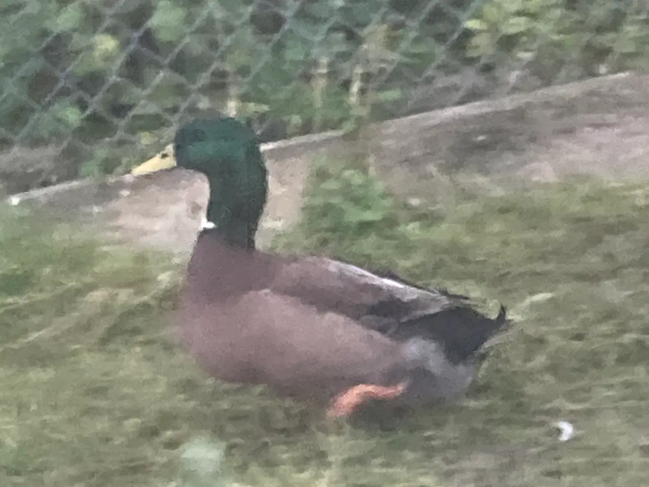 Billede 3 - Moskusænder og landænder 