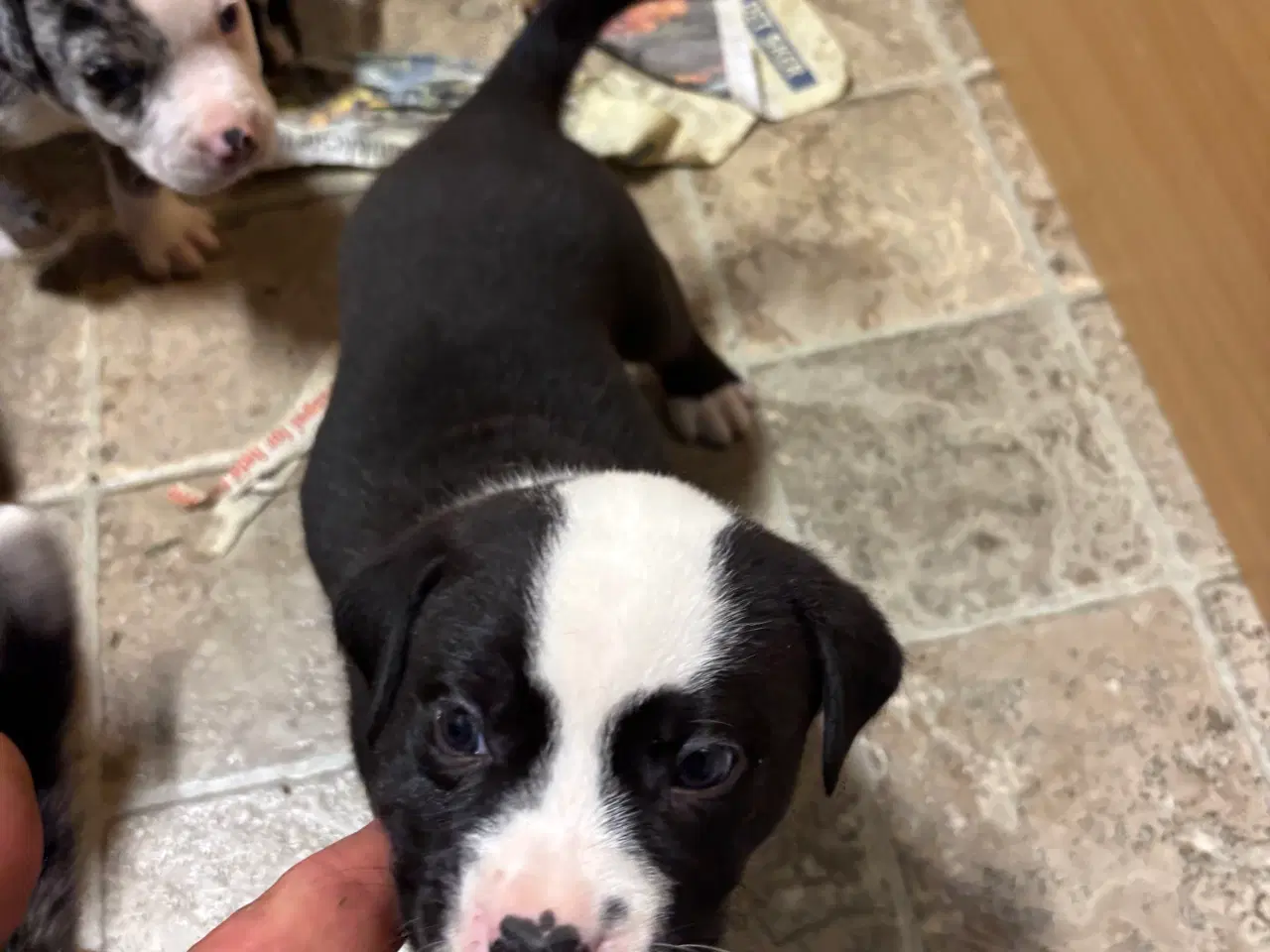 Billede 3 - Bull-Aussie Hvalpe