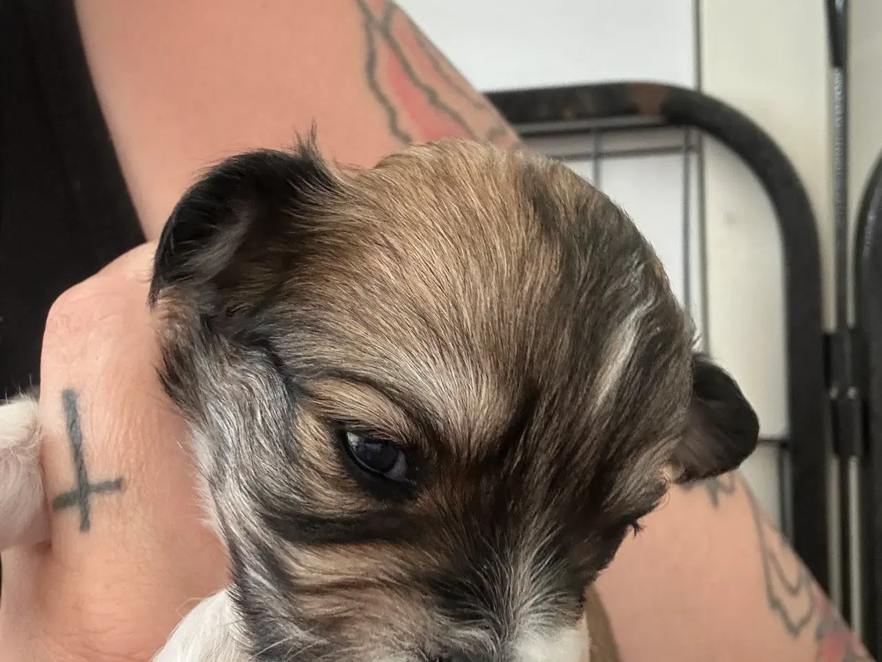 Billede 3 - Lhasa apso - Cato