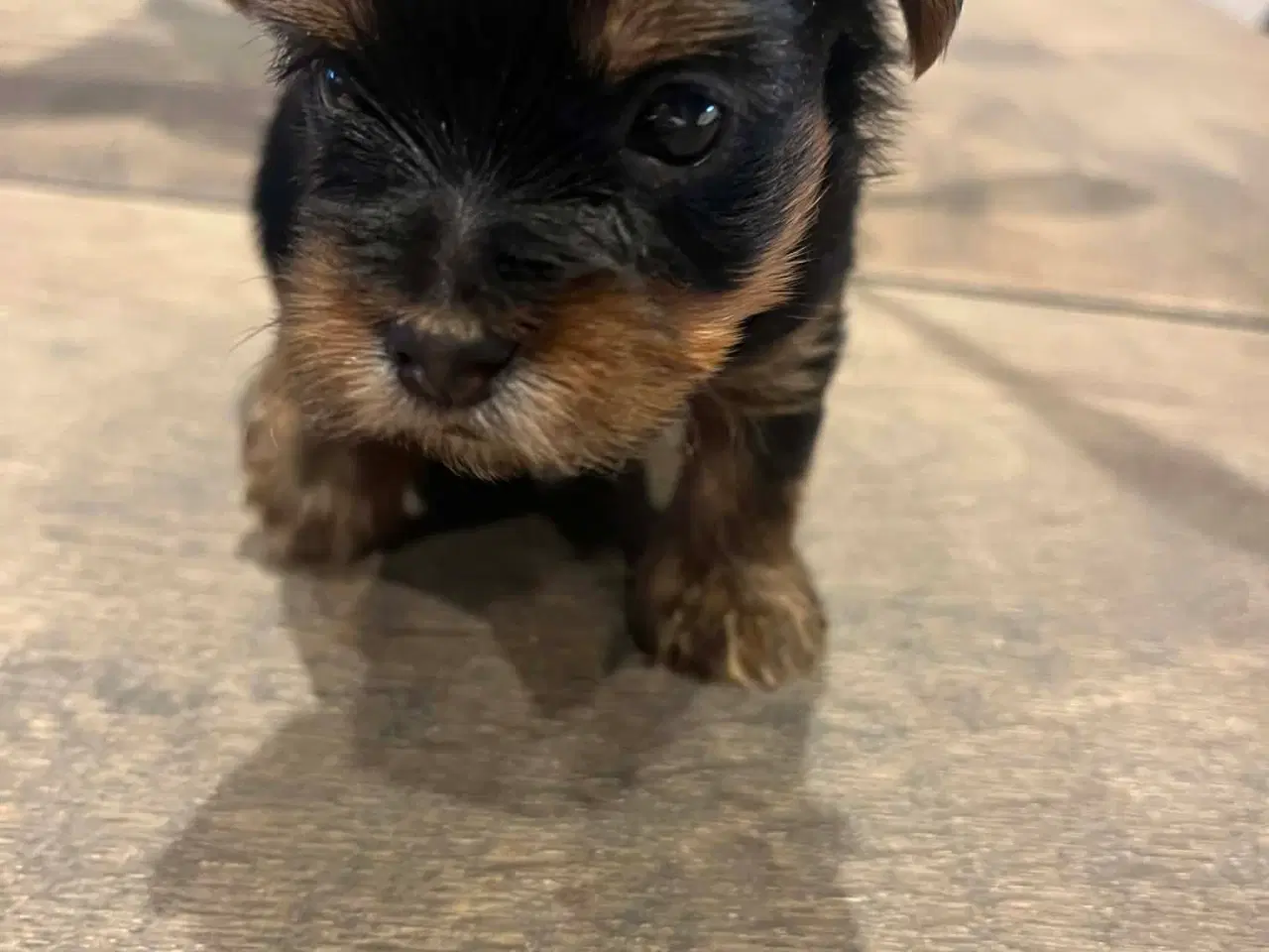 Billede 5 - Yorkshireterrier hvalpe 4 uger.