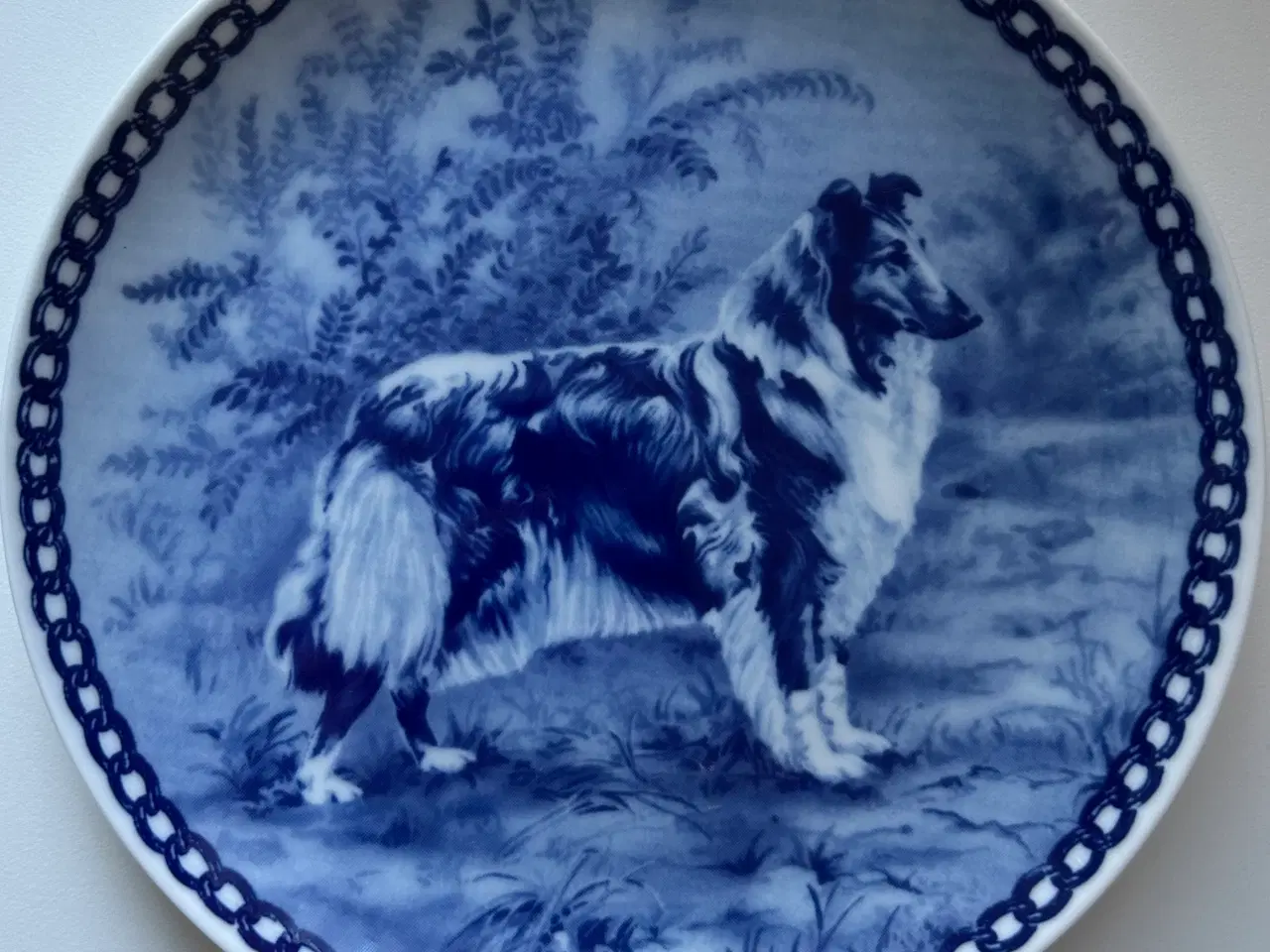 Billede 1 - Hund - Collie, Tove Svendsen