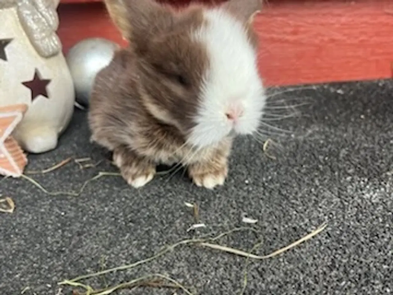 Billede 3 - Små søde kanin unger søger nyt hjem
