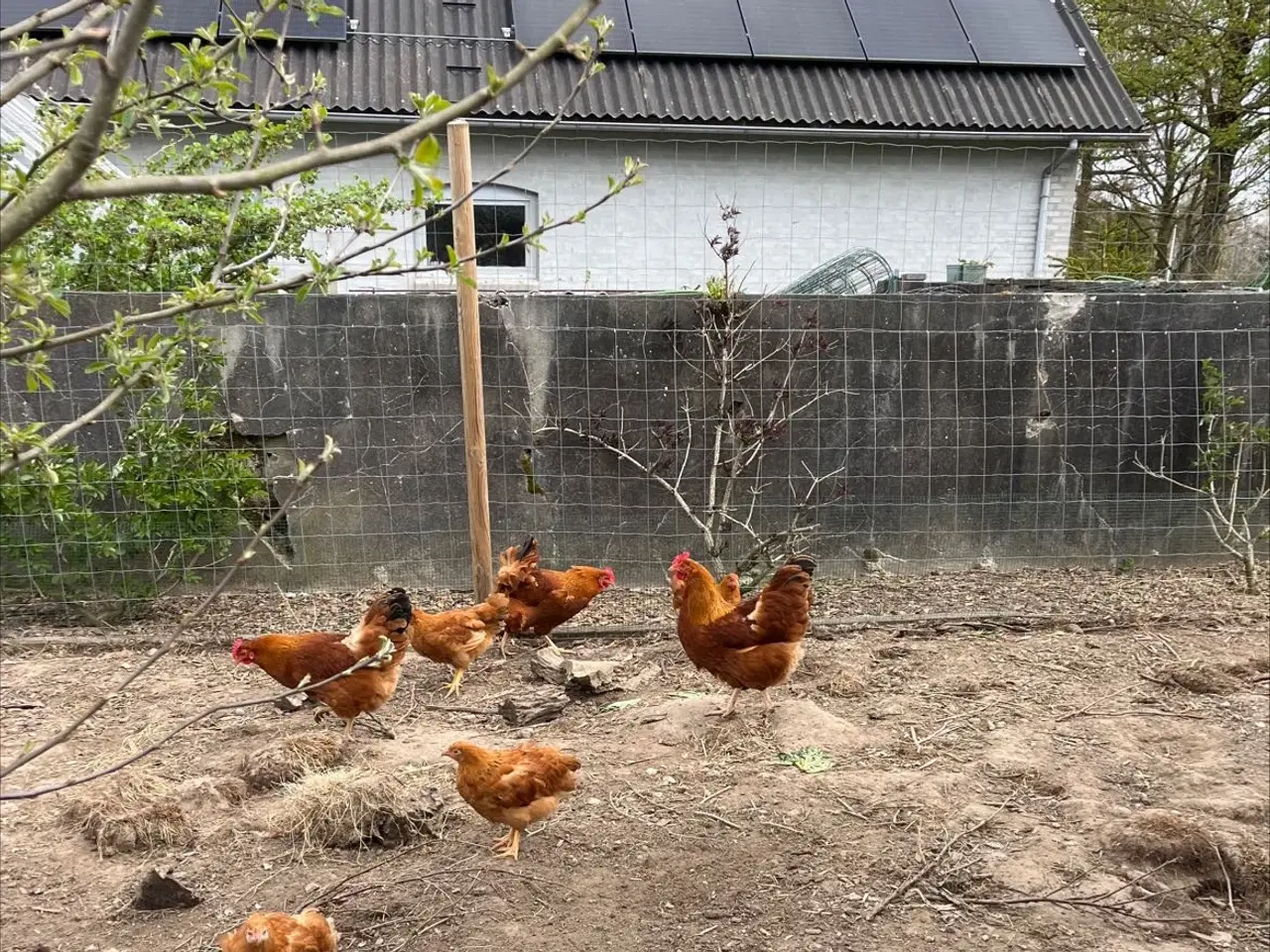 Billede 2 - Dag gamle kyllinger. 