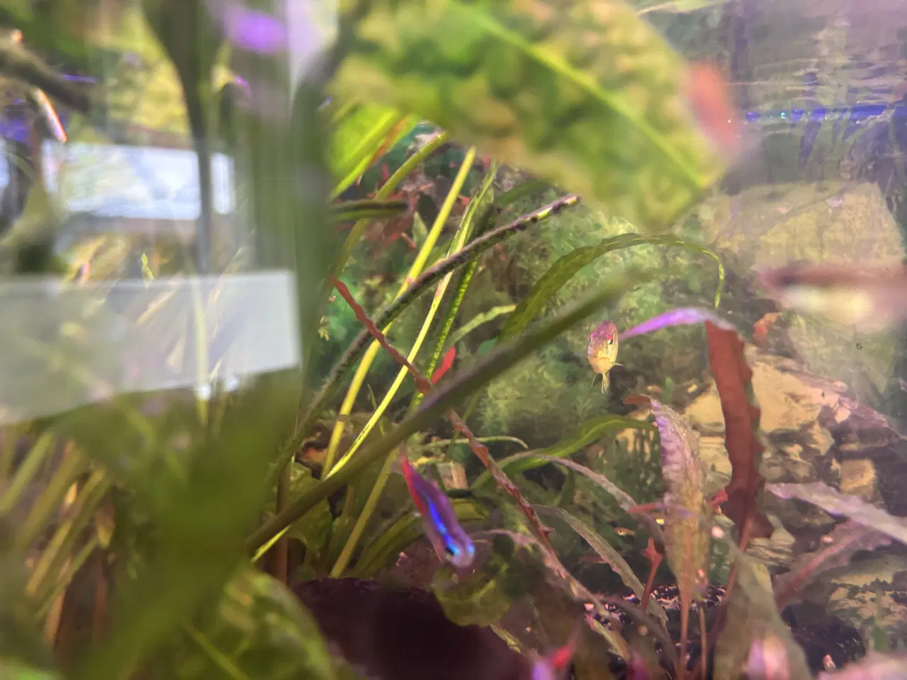 Billede 2 - Begynder-akvarium med fisk og grej