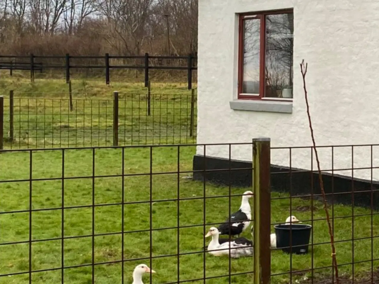 Billede 1 - 3.5-4kg moskusænder