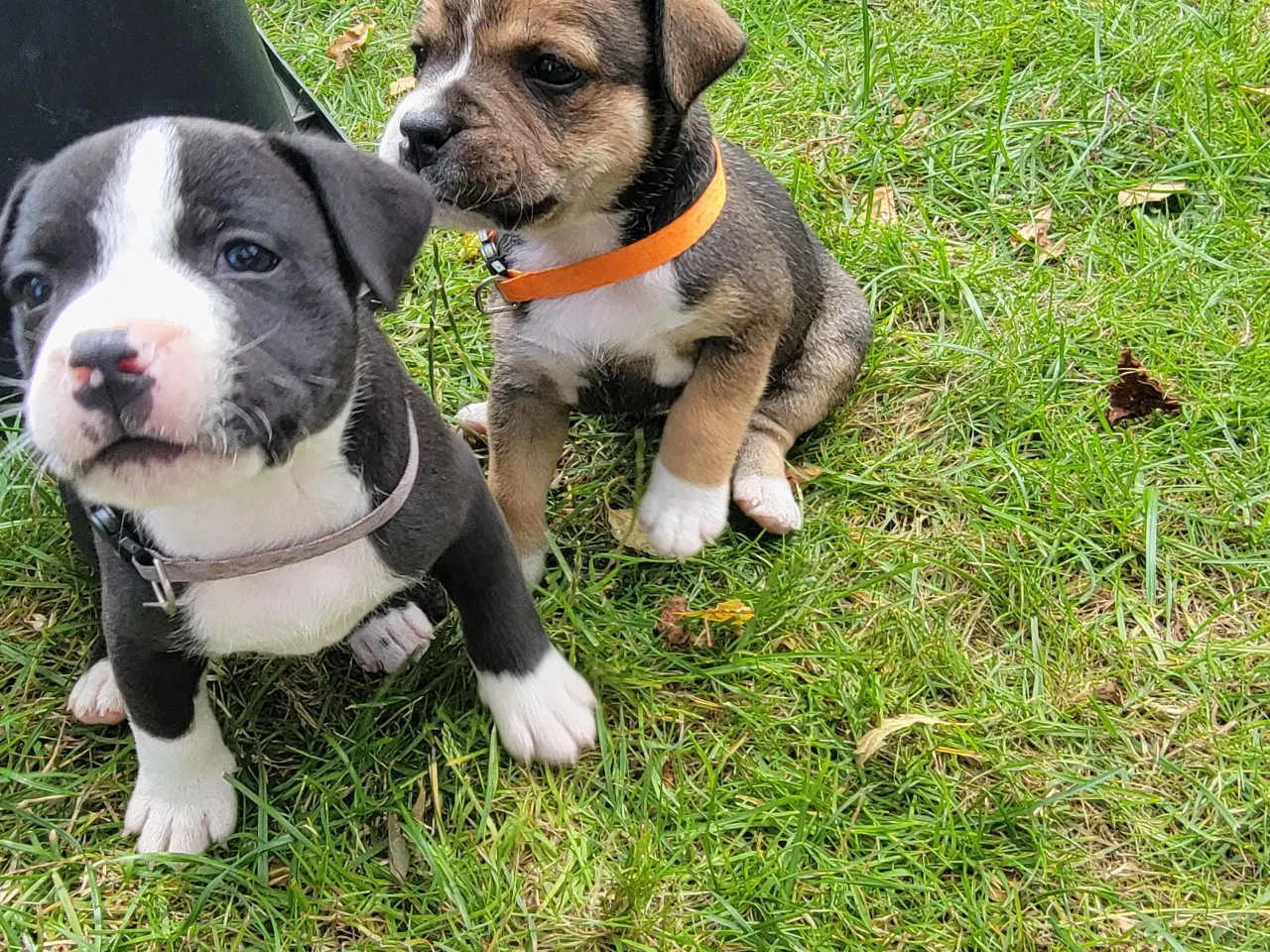 Billede 3 - Staffordshire Bull Terrier hvalpe