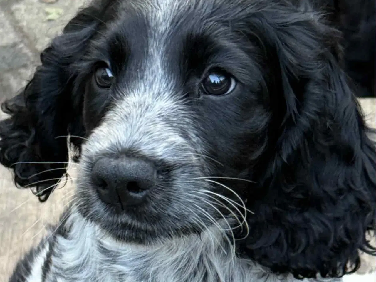 Billede 8 - Engelsk springer spaniel