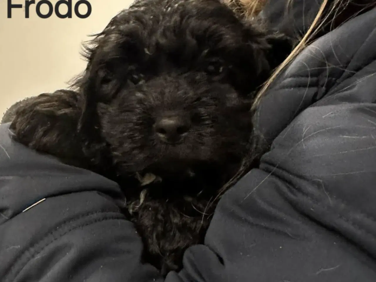 Billede 3 - Cockapoo hvalpe.