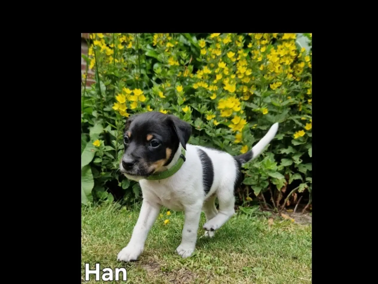 Billede 8 - Dansk svensk gårdhunde hvalpe 
