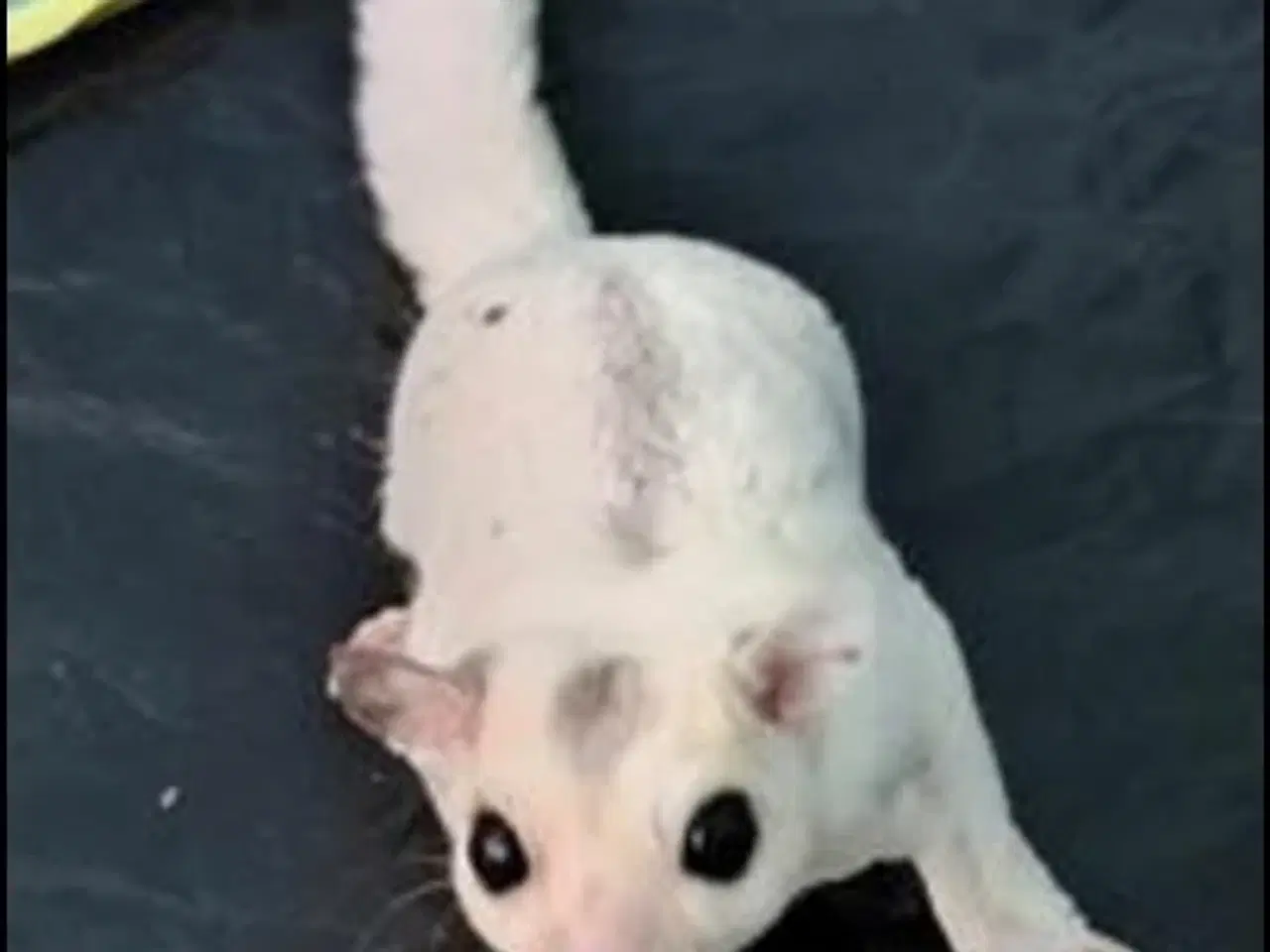 Billede 1 - Sugarglider