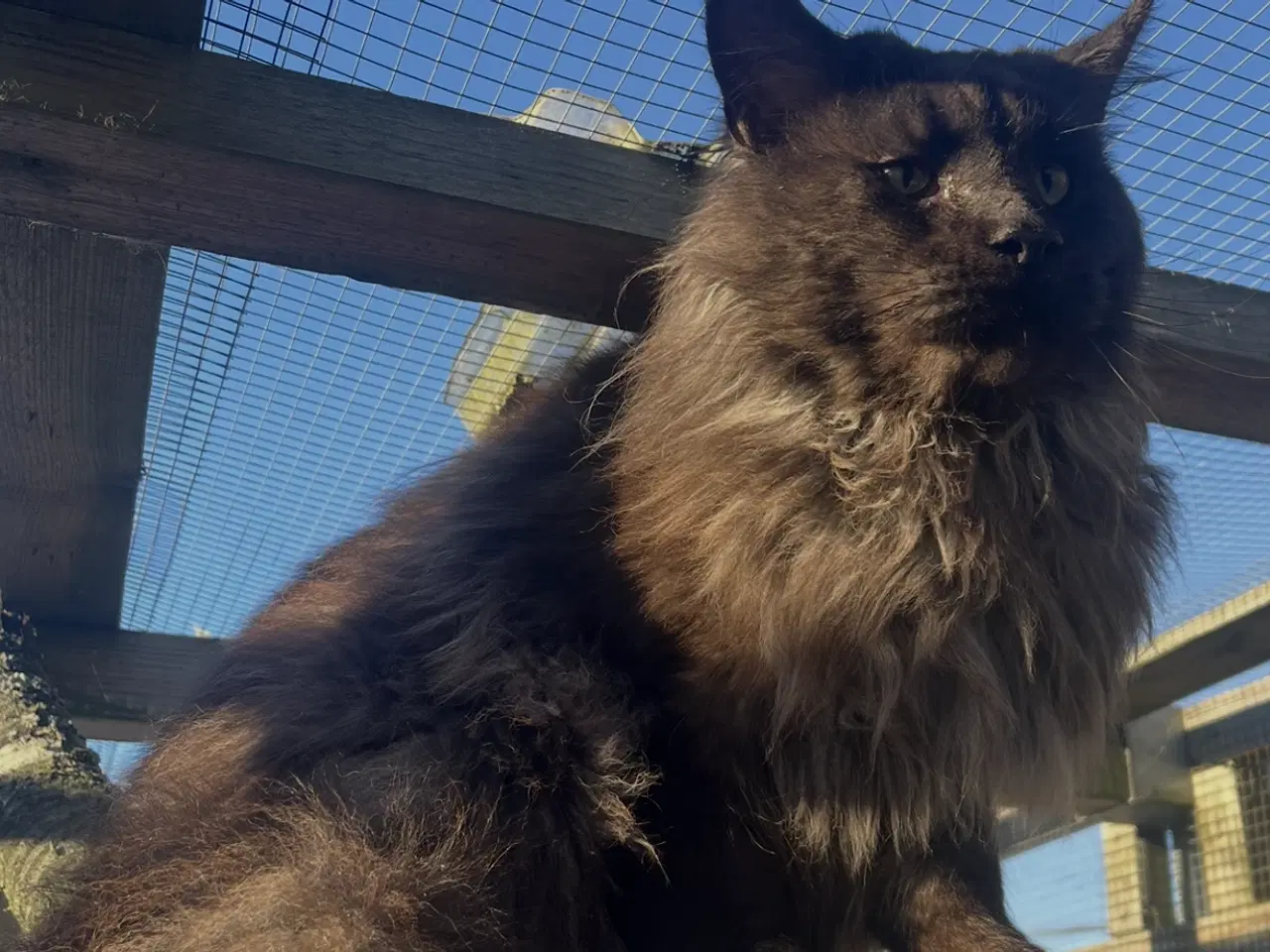 Billede 2 - Maine Coon med tavle til AVL