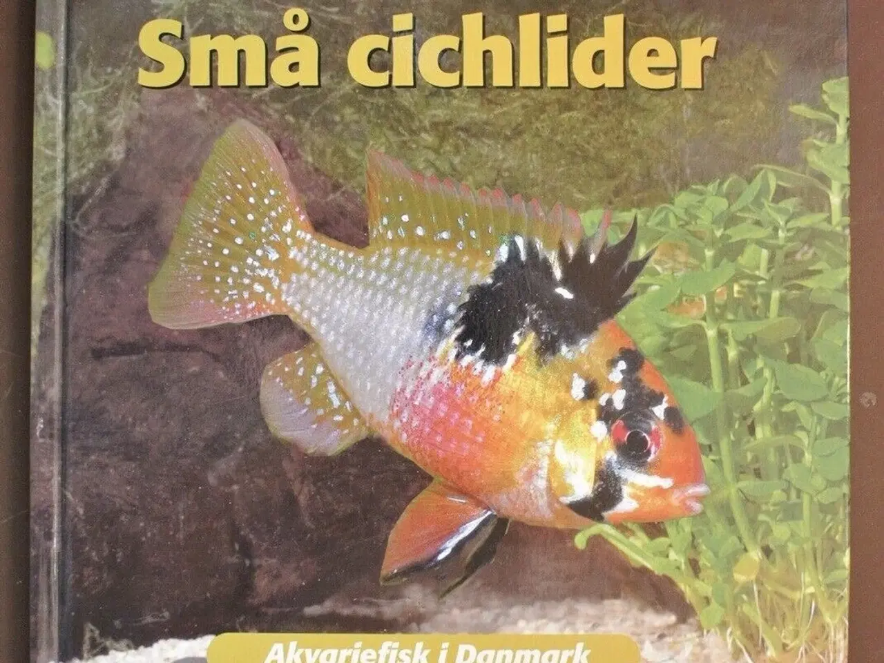 Billede 1 - små cichlider, af benny b. larsen og f. ingemann h