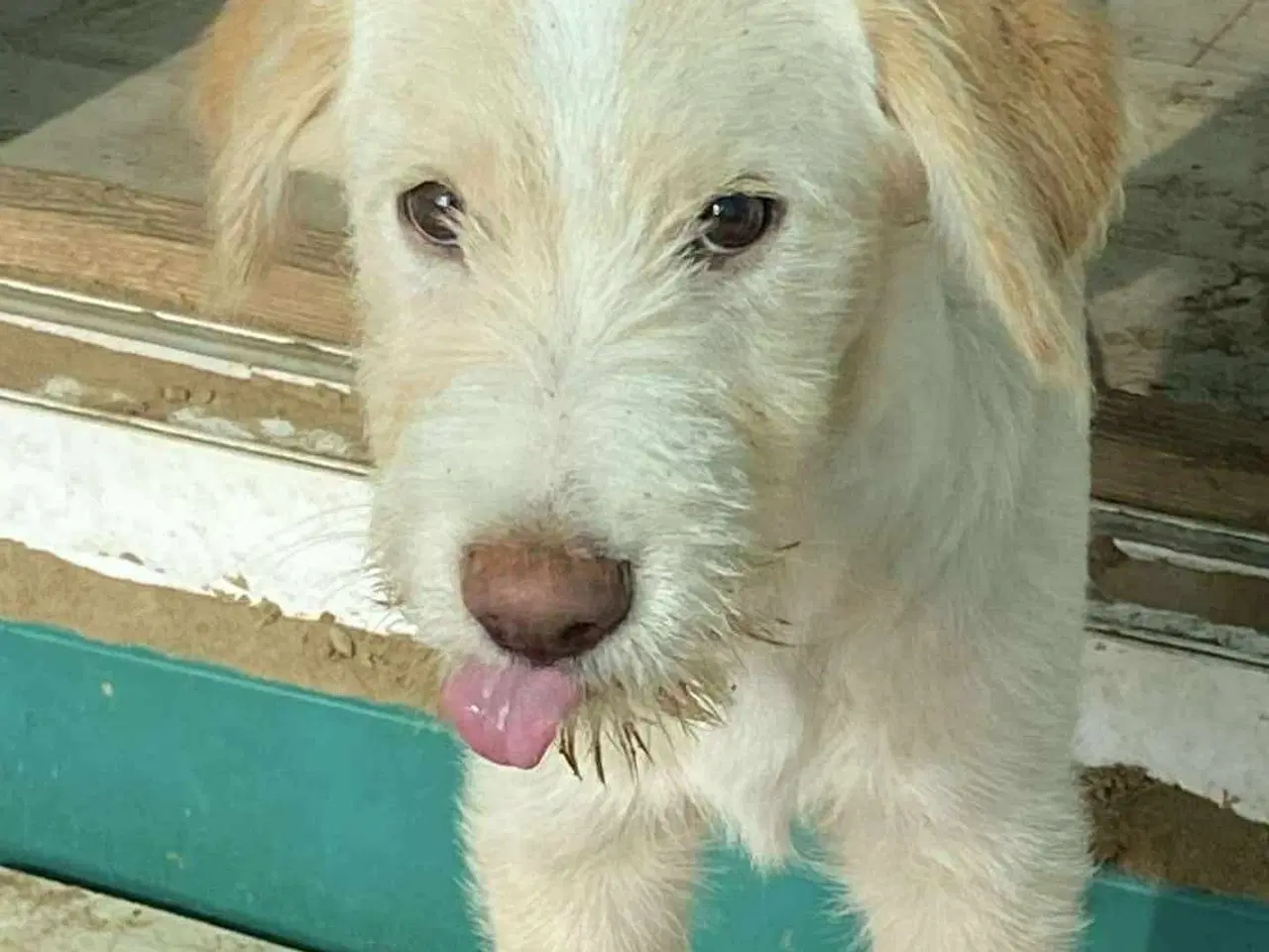 Billede 2 - Vidunderlige DJ leder efter sin 4-ever familie🏡💞