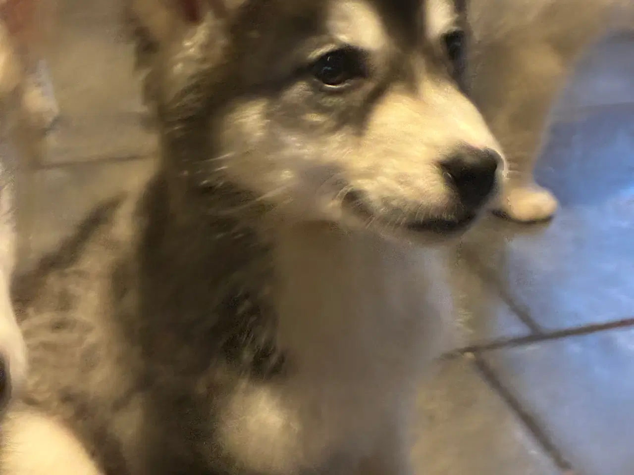 Billede 5 - Smukke slædehunde