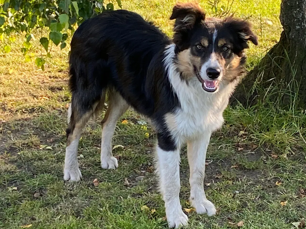 Billede 7 - Border collie dreng