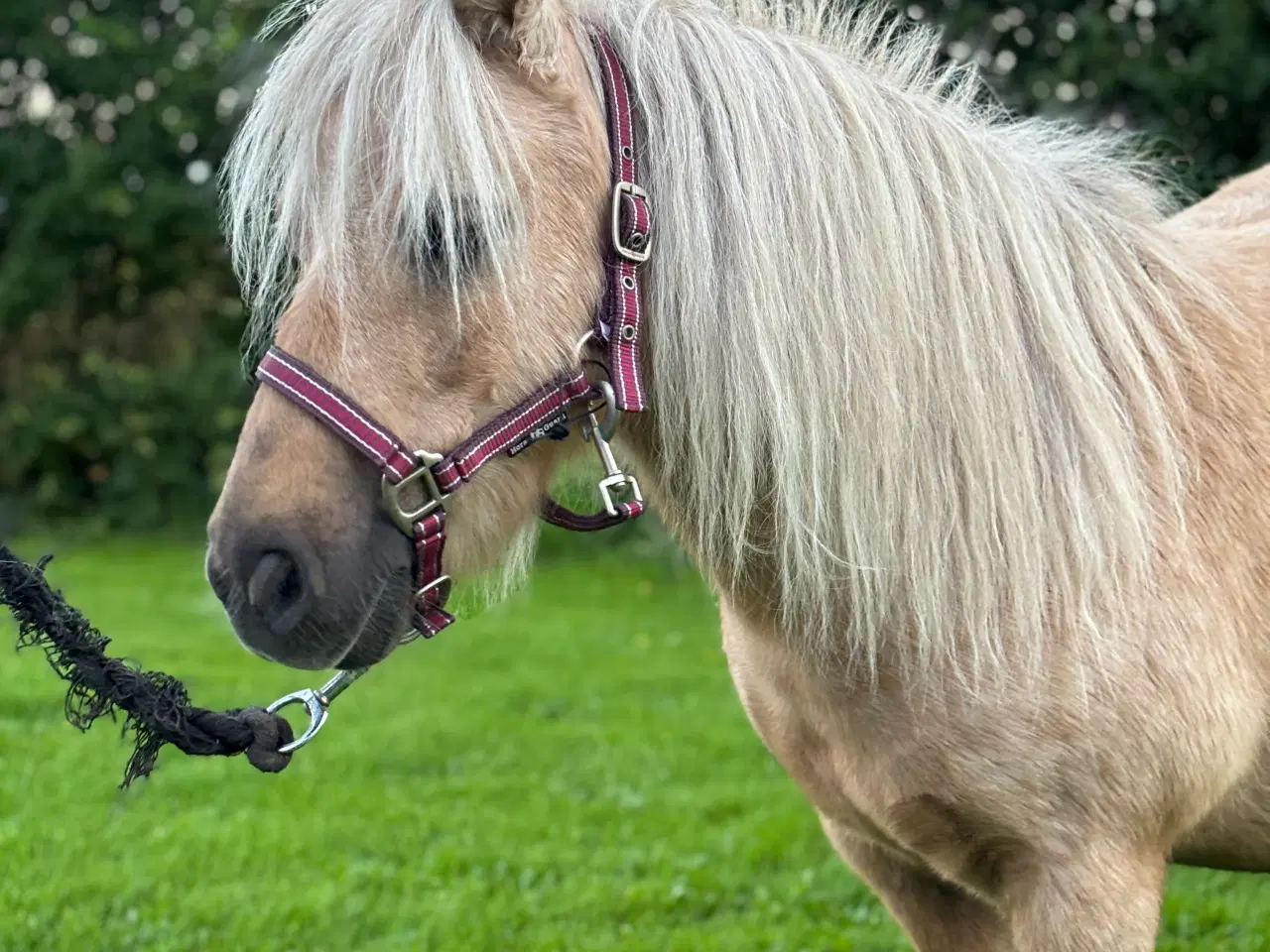 Billede 4 - Palomino shetlandsponyhoppe 