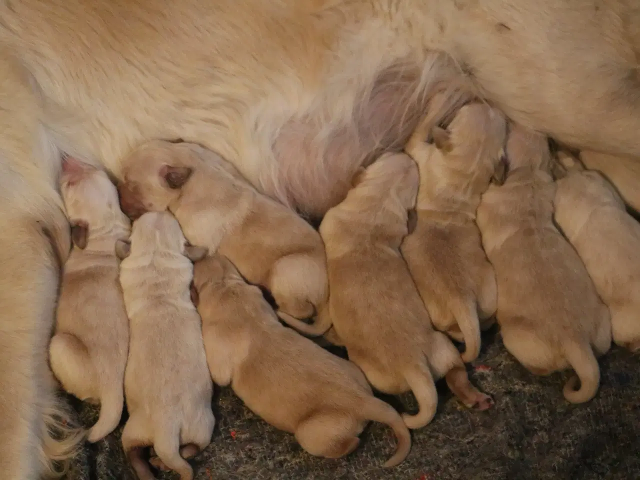 Billede 3 - Verdens smukkeste Golden Retriever hvalpe