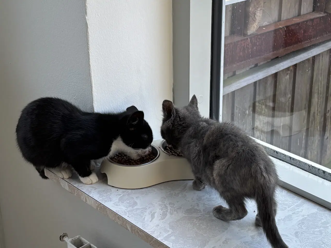 Billede 2 - Søde Killinger