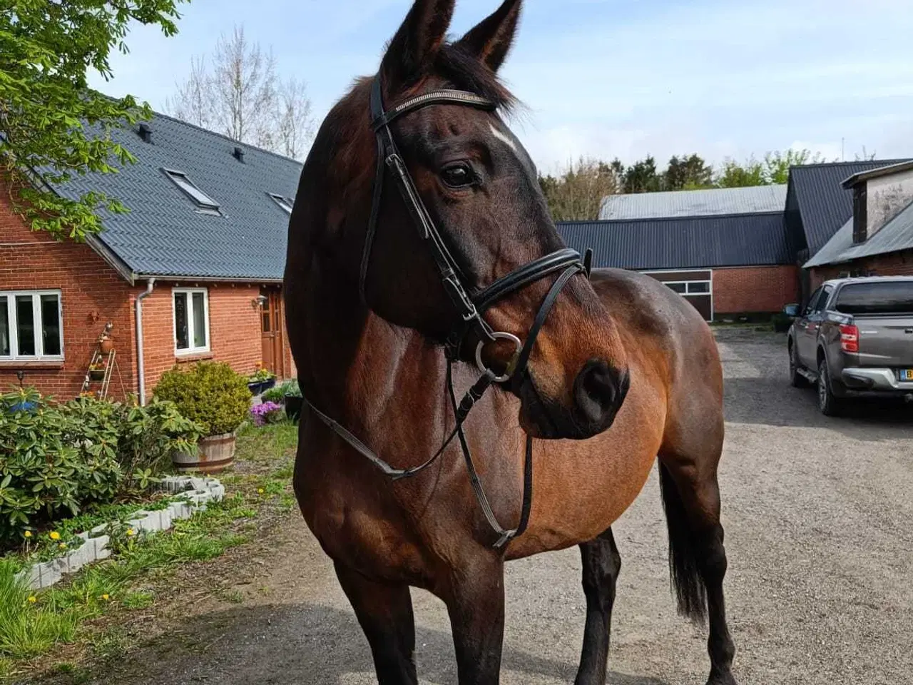 Billede 2 - All round DV hoppe