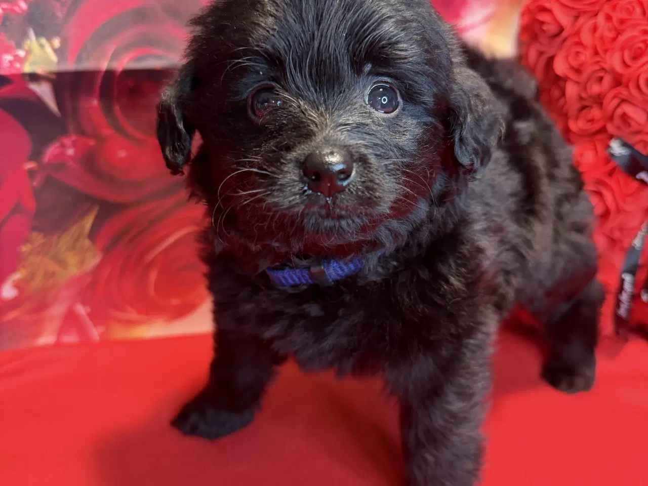 Billede 4 - 🐾 Skønne Pomapoo hvalpe søger deres forever homes