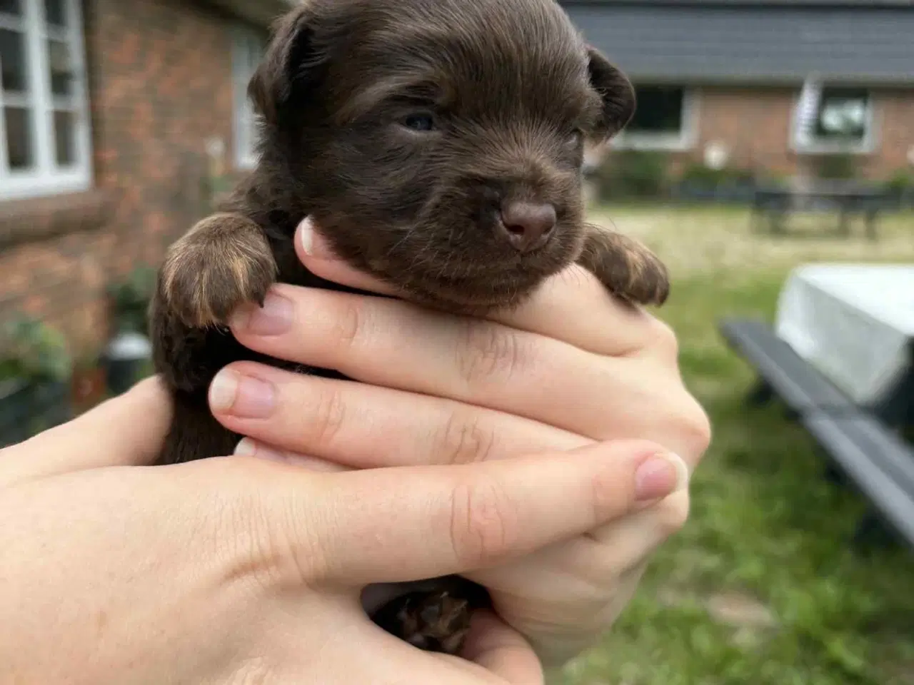 Billede 4 - Hvalpe prazsky krysarik/tjekkisk rottehund og chih