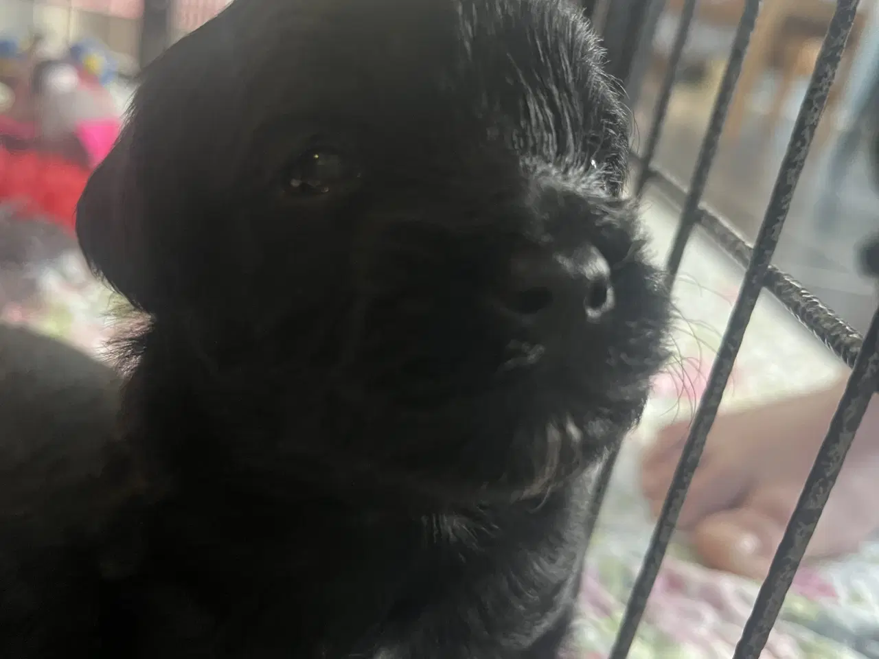 Billede 9 - Dejlige små bamser 💗