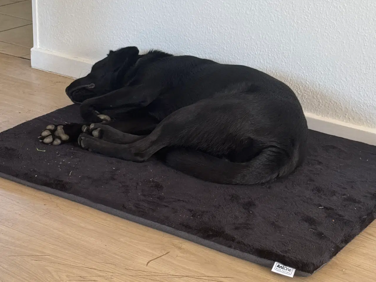 Billede 4 - Labrador han