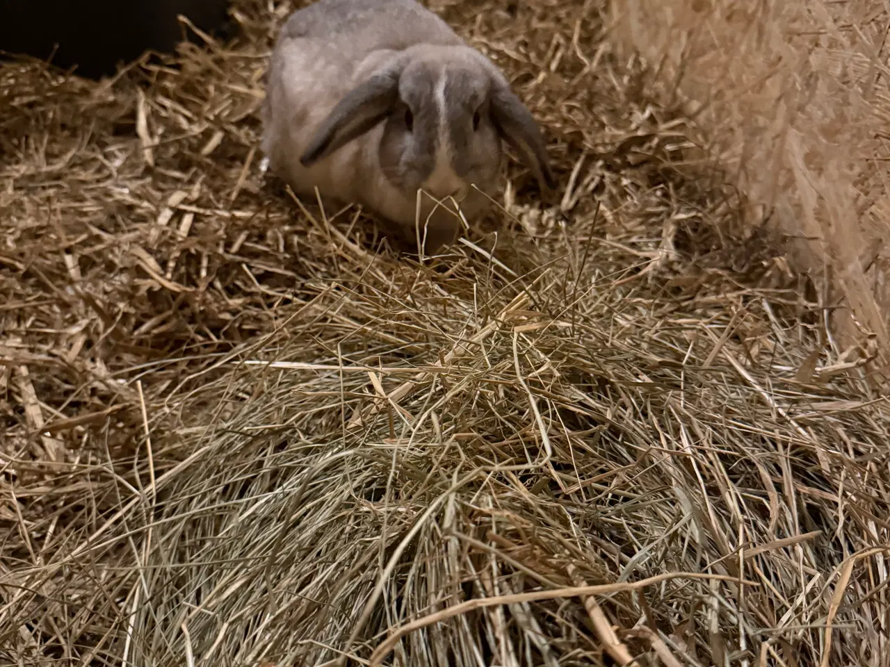 Billede 3 - Tam kanin