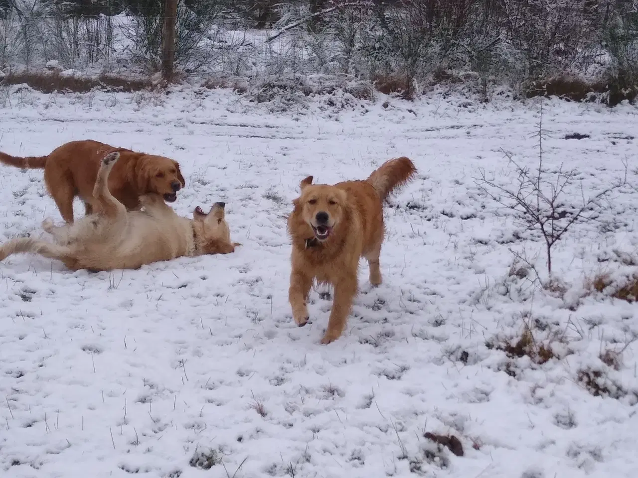Billede 19 - Golden Retriever tilbydes til parring
